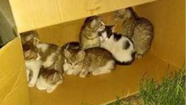 VIDEO U Osijeku ispred trgovine u kartonskoj kutiji ostavljeno 10 mačića